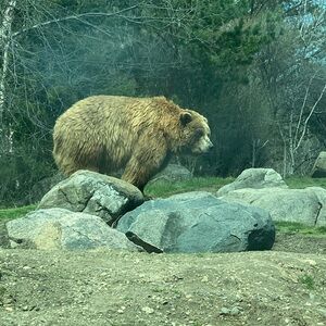 Meet your Posher, Lylah